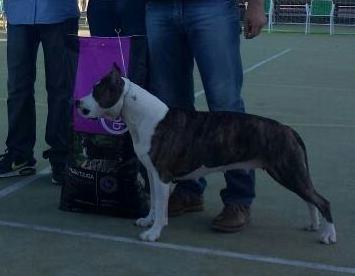 Ngorong-Ngorong Lady Grazianos | American Staffordshire Terrier 