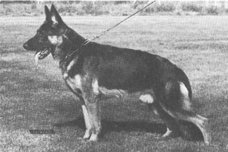 Maro von der Wienerau | German Shepherd Dog 