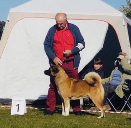 Don Henryko Atena | Akita 