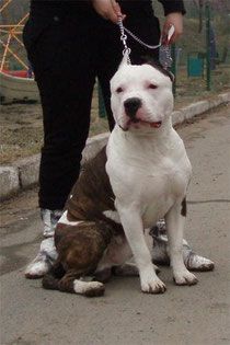 Vikont Vladei Vostokom Huligan son Puli | American Staffordshire Terrier 