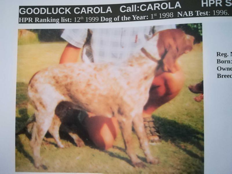 GOODLUCK CAROLA OF WINTERSHOEK | German Shorthaired Pointer 