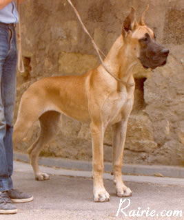 Spleen des Terres de la Rairie | Great Dane 
