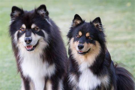 Finnish Lapphund