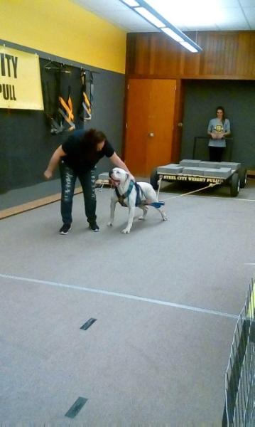 The Duke of Liverpool | American Bulldog 
