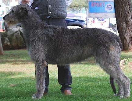 Glor Na Gael Isabella | Irish Wolfhound 