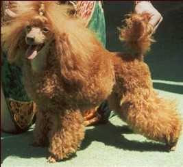 Golden Strik Menta | Poodle 