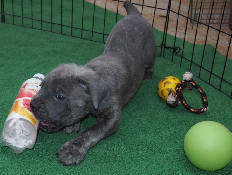 Rivale Ciri von Marker Spiel | Cane Corso 
