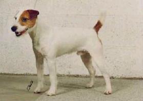 Rednock E.T. Of Honeyfarm | Jack Russell Terrier 