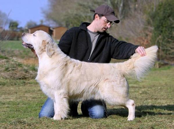 Apple Pie des Jardins d'Epona | Golden Retriever 