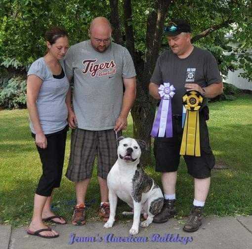 Jemm's History in The Making | American Bulldog 