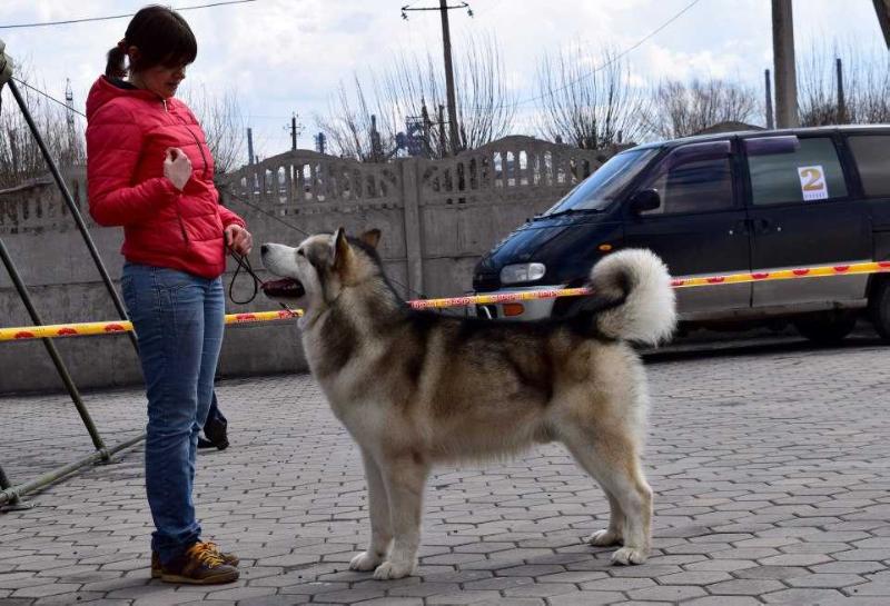 Severus Yamal Harley | Alaskan Malamute 