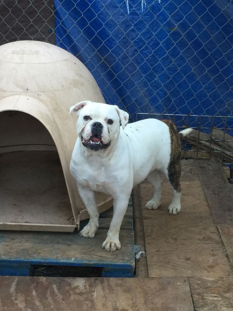 PINTOS BULLYS MISTIQUE | American Bulldog 