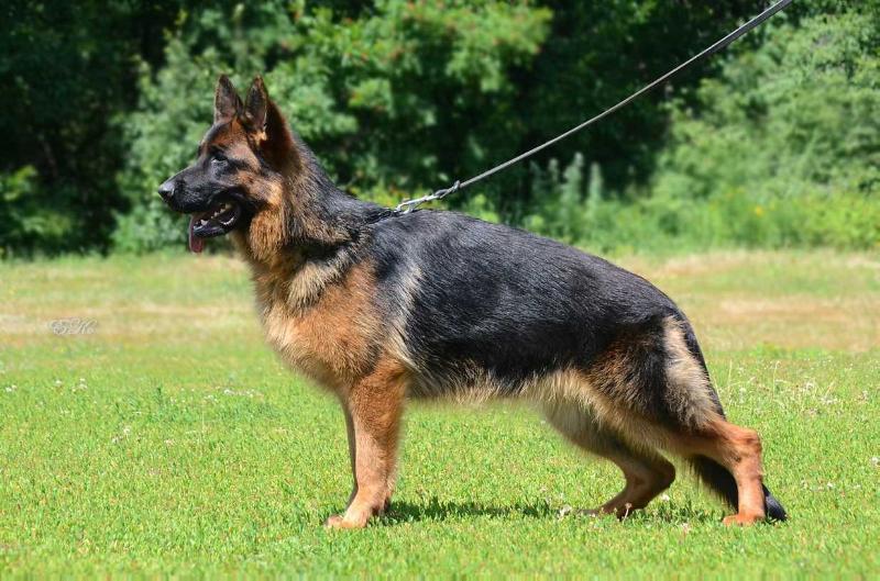 Legerland Zvezda Zavetnaya | German Shepherd Dog 
