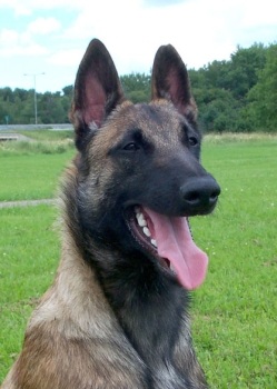 Xilly's Zeb | Belgian Malinois 