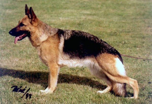 Karat's Jenka | German Shepherd Dog 