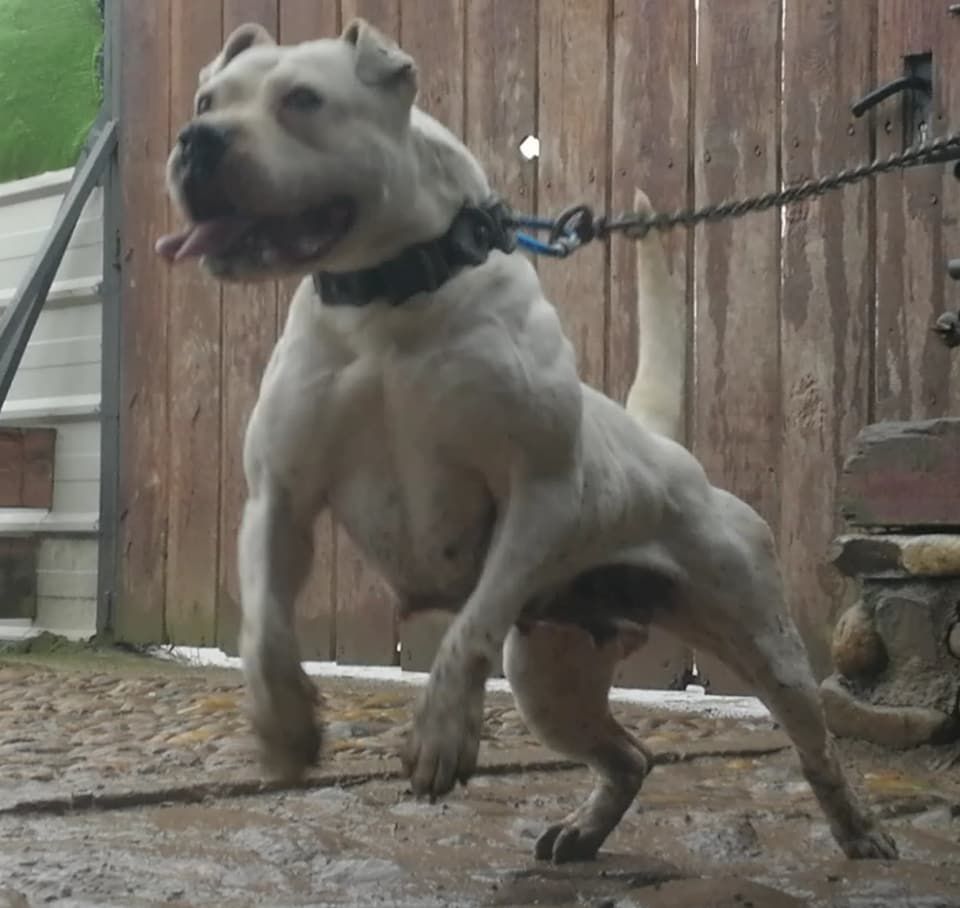 RATA RB | American Pit Bull Terrier 
