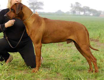 Veldtkammer Get Ofa my Cloud | Rhodesian Ridgeback 