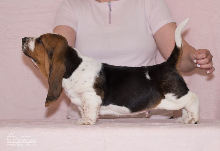 Karlík Citadela Bohemia | Basset Hound 