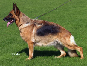 Ginga vom Kristallsee | German Shepherd Dog 
