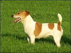 Gang Staff ALE DRAKA | Jack Russell Terrier 