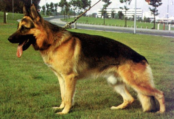 Dax vom Kopenkamp | German Shepherd Dog 