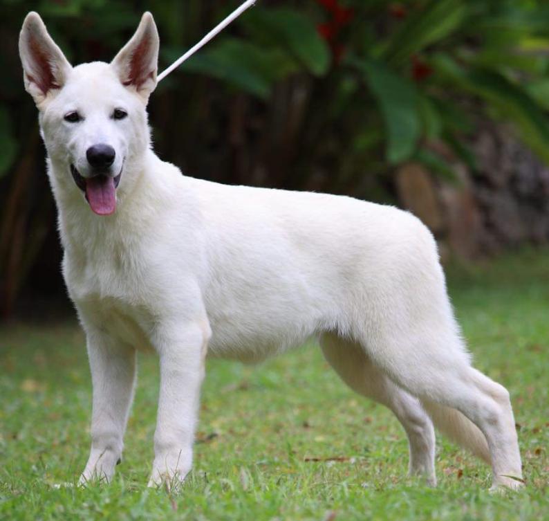 Helena do Jardim de Aldeia | White Swiss Shepherd Dog 