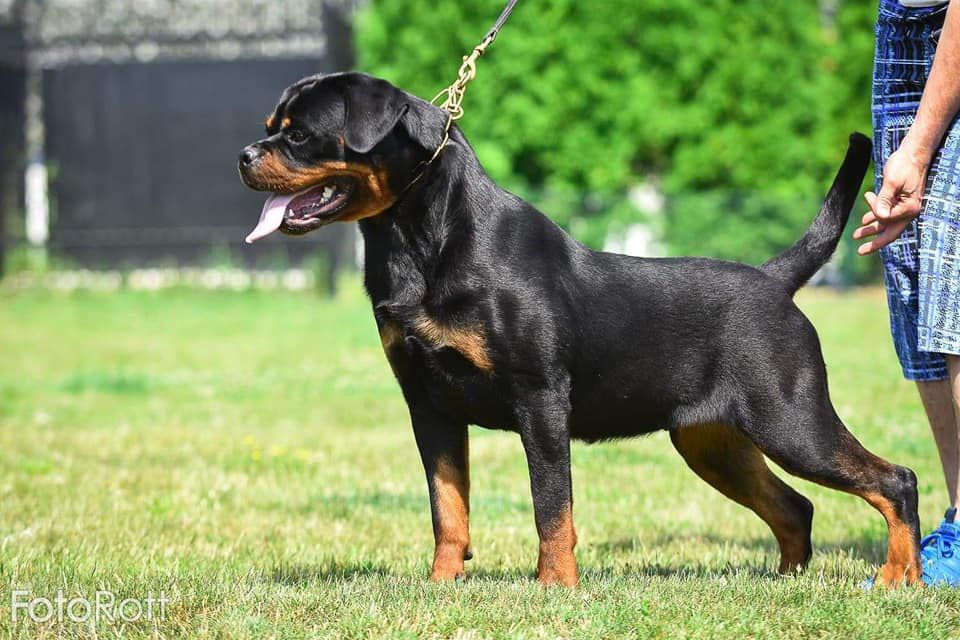 CHIQUITA OF STJEPANIC HOUSE | Rottweiler 