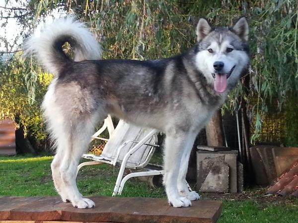 Kooter A North Runner | Alaskan Malamute 