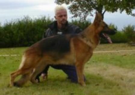 Rapi Zasko | German Shepherd Dog 