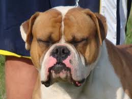 Smith'S conan | American Bulldog 