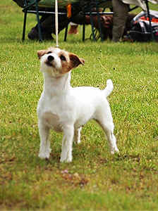 Z Ledulandu Sweet Strawberry Bazyledka | Jack Russell Terrier 