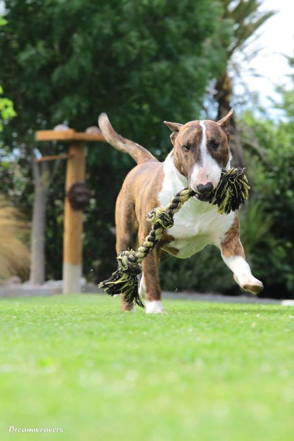 Raiden Rebel Yell | Bull Terrier 