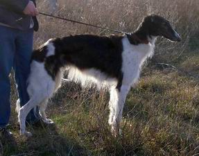 Solnyshko Yasnoe Iz Kitez Grada | Borzoi 