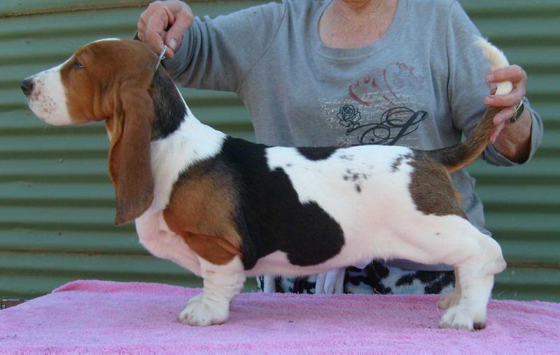 Beauchasseur Dream Catching | Basset Hound 