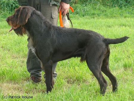 Hannes vom Fuchsberg | German Wirehaired Pointer 