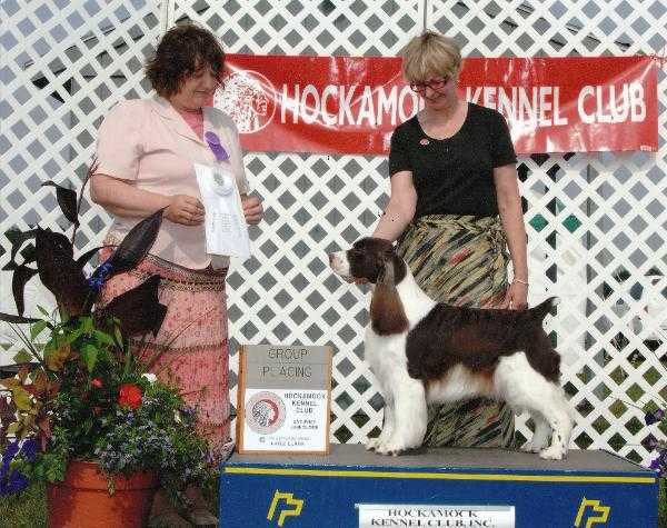 Cerise All That Jazz | English Springer Spaniel 