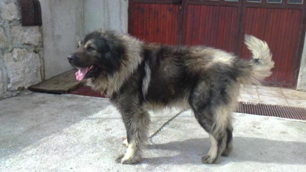 Quick murko junior Šte-Kot north | Yugoslavian Shepherd Dog-Sarplaninac 