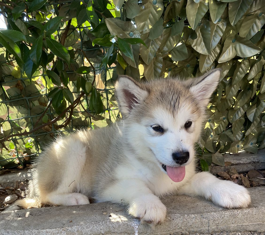 Ice Rose Nina | Alaskan Malamute 