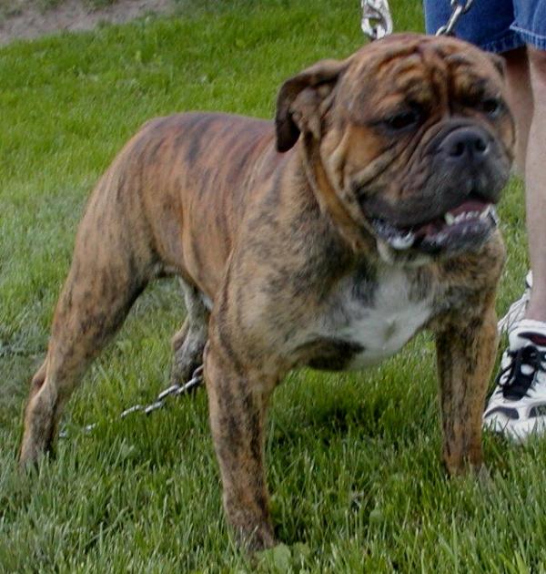 Angels Kedmar | Olde English Bulldogge 