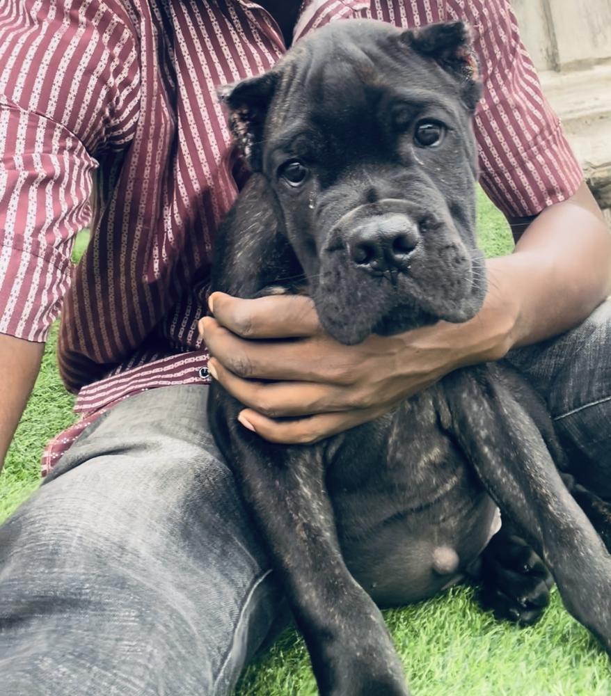 Bruno (2022) | Cane Corso 