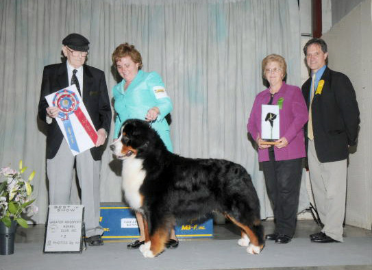 Alpenspirit's Lion King | Bernese Mountain Dog 