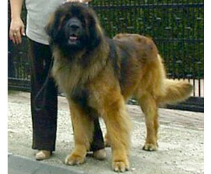 Dragongardens Private Dancer | Leonberger 