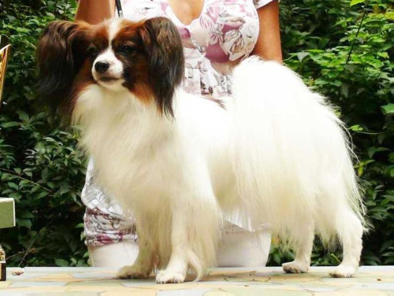 Talita Mária Sirrah | Papillon 