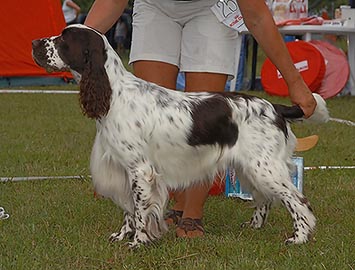 Lavrevikens Uncut Diamond | English Springer Spaniel 