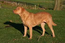 Holckenhus' Devil's Soulmate | Chesapeake Bay Retriever 