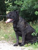 Auro (LI04120670) | Cane Corso 