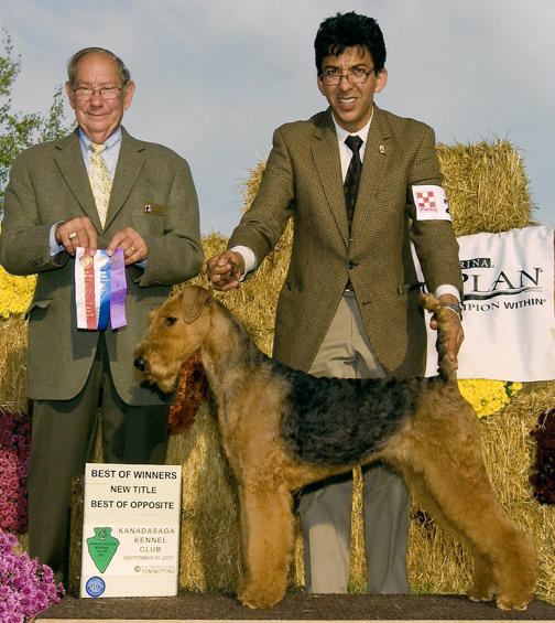 Darbywood's Tiger's Eye | Airedale Terrier 