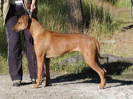 Tarujen Osei | Rhodesian Ridgeback 