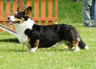 Bazyl Dummles | Cardigan Welsh Corgi 