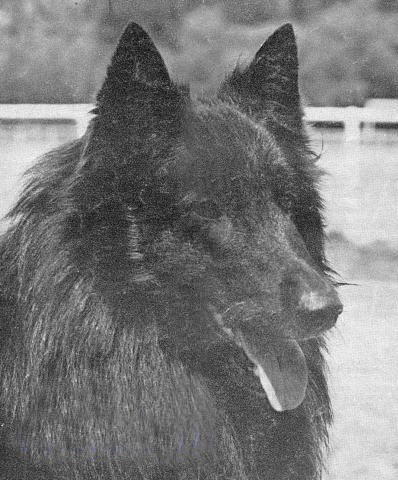 Olof du Léman | Belgian Groenendael 